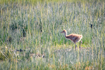 Lesser Sandhill Crane Colt - Kostenloses image #454995